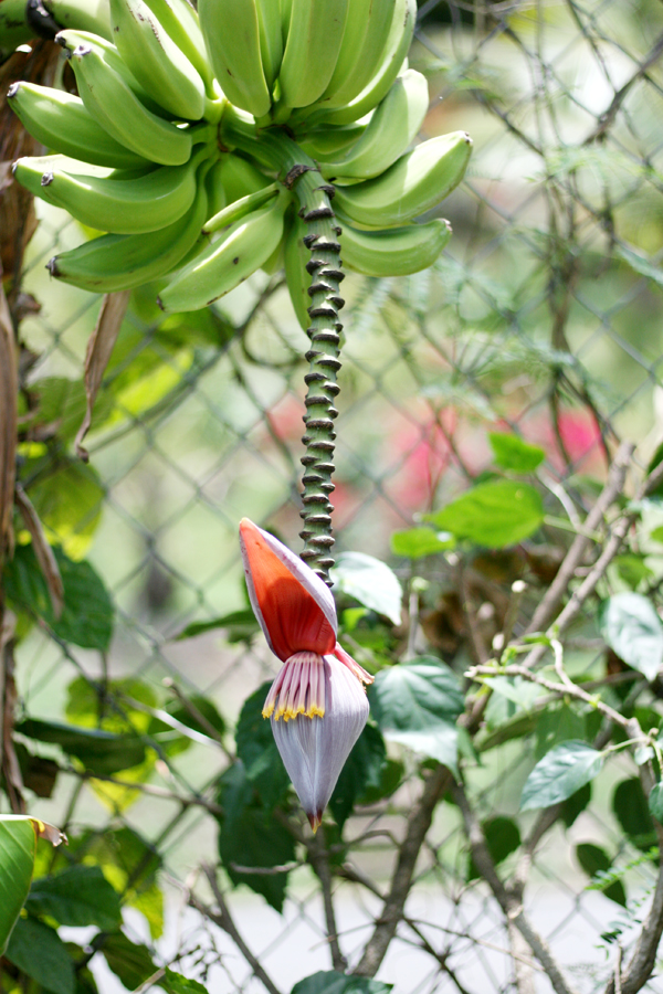 banana plant st.thomas