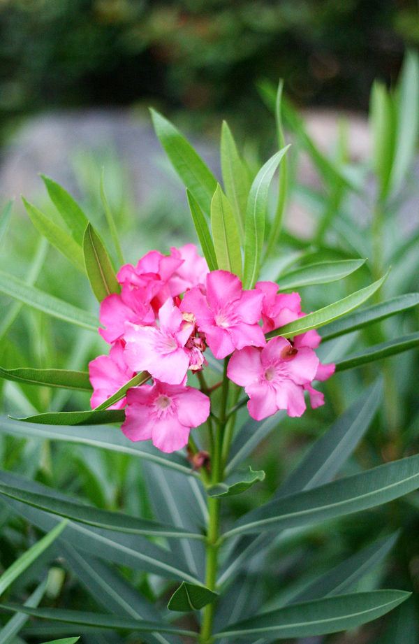 pink flower