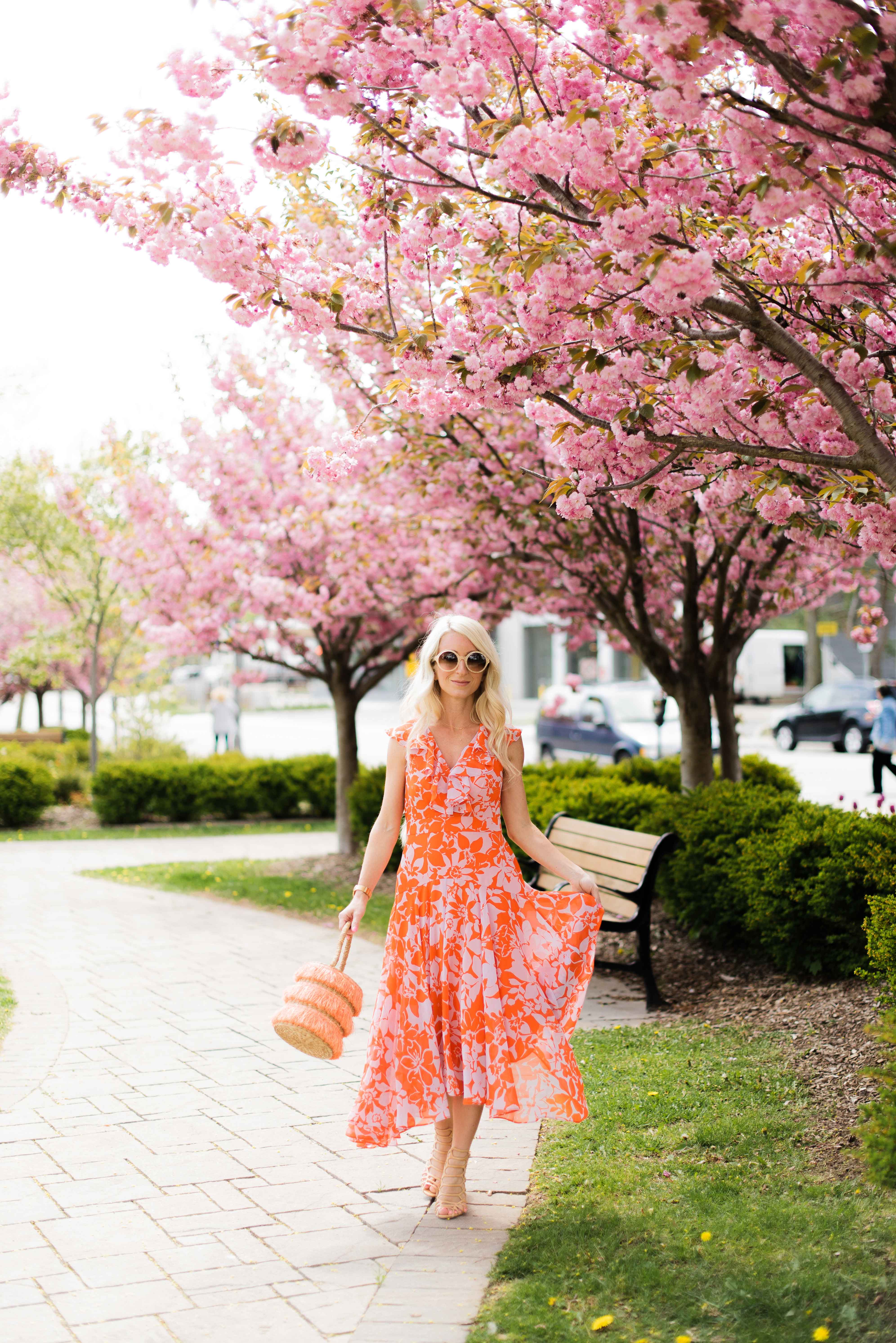 cherry blossoms